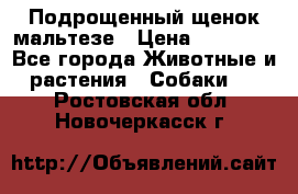 Подрощенный щенок мальтезе › Цена ­ 15 000 - Все города Животные и растения » Собаки   . Ростовская обл.,Новочеркасск г.